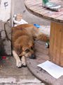 click thumbnail to get large version